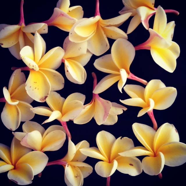 Plumeria