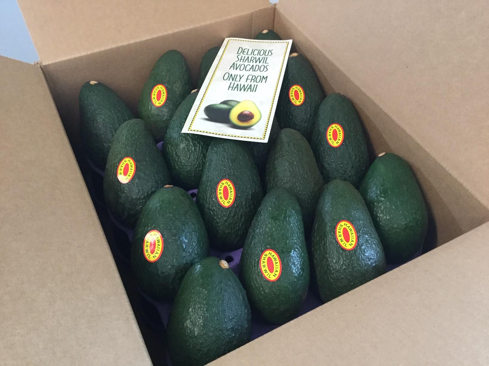 Sharwil avocado packed for shipment